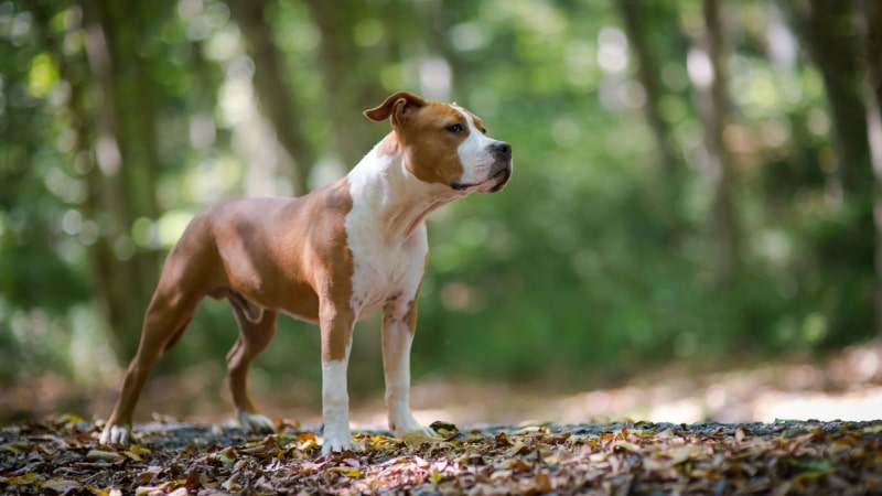 Amstaff Hund