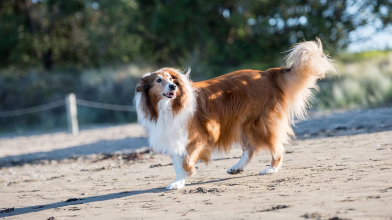 Schottischer Schäferhund Collie