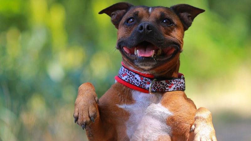 American Staffordshire Terrier