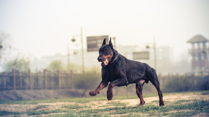 Dobermann Preis