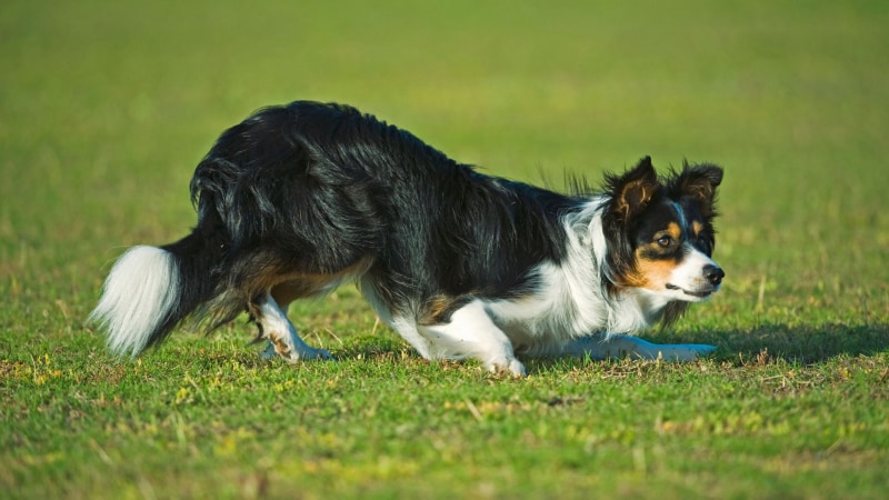 Kurzhaariger Border Collie