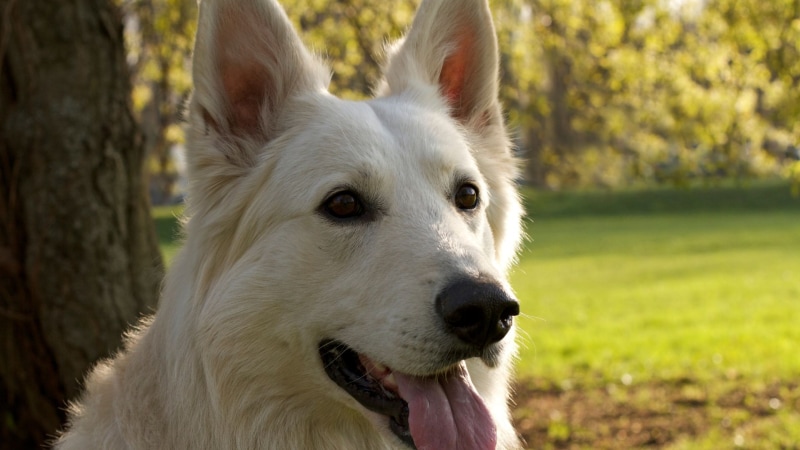 Weißer Schweizer Schäferhund