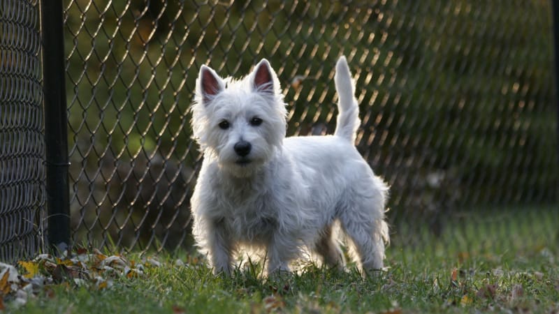 West Highland White Terrier