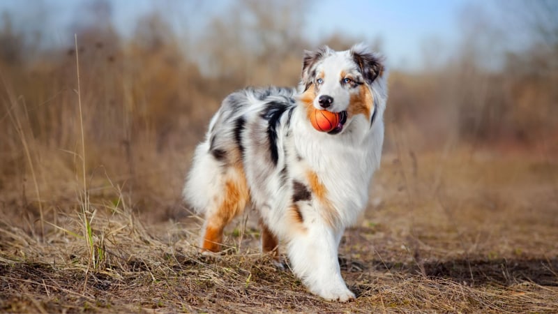 Australian Shepherd Preis