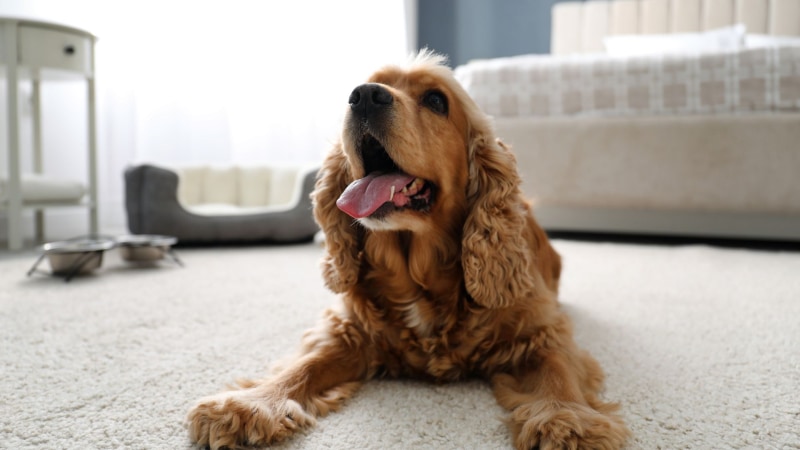 Englischer Cockerspaniel