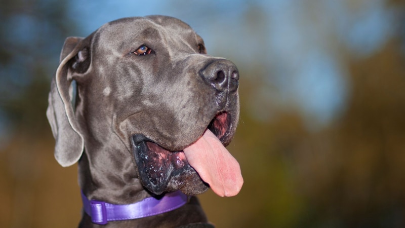 Deutscher Schäferhund Preis