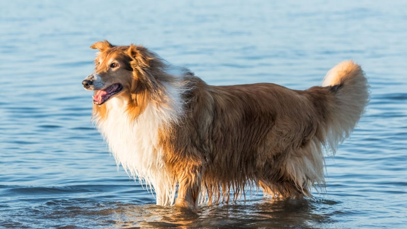 Schottischer langhaariger Schäferhund