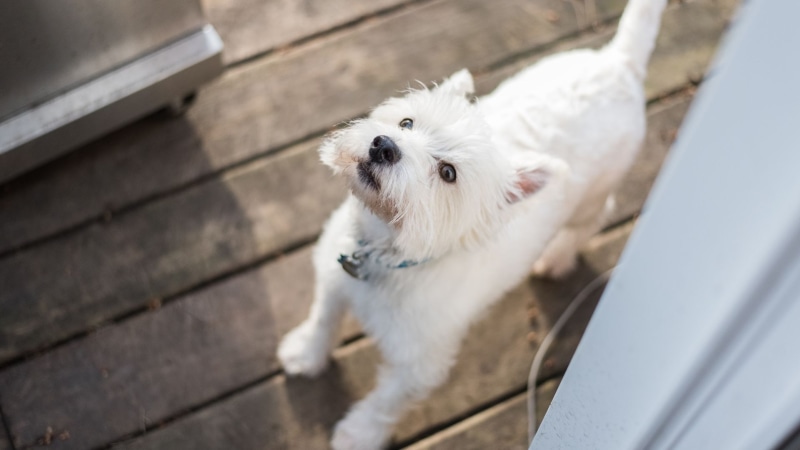 West Highland White Terrier Preis