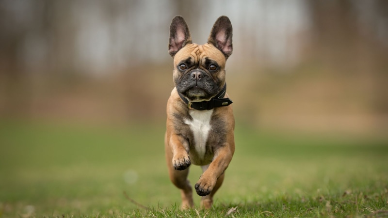 Französische Bulldogge Welpe