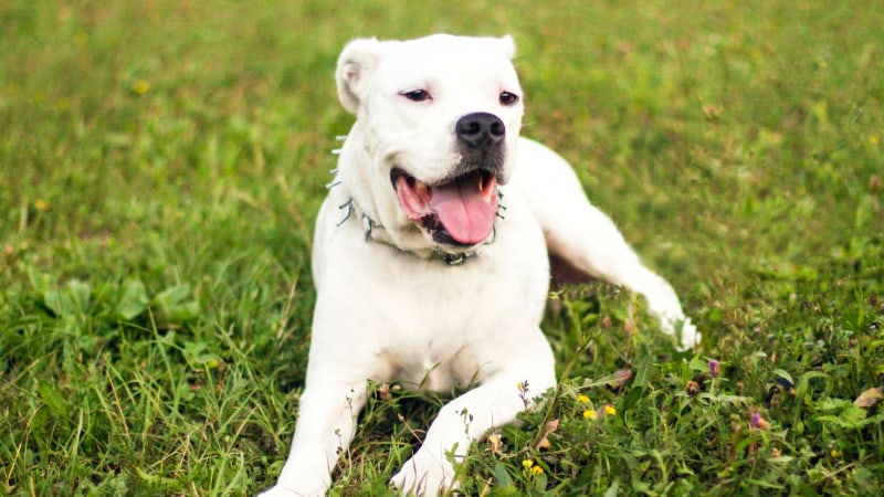 Dogo argentino